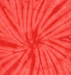 Spider Red